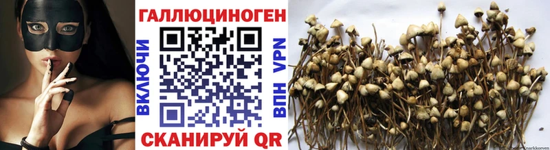 наркотики  Чудово  Псилоцибиновые грибы GOLDEN TEACHER 